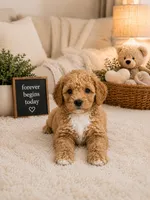 Payton, a female Poodle - Miniature  for sale in Fort Lauderdale, FL – 1 of 1