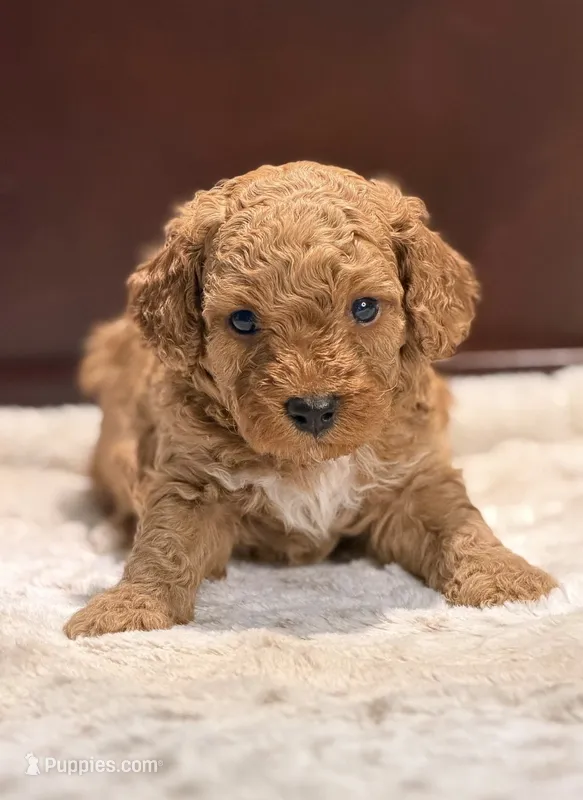 Payton – Poodle - Miniature  puppy for sale in Fort Lauderdale, FL
