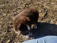 AKC RTF Bailey, a female Australian Shepherd for sale in Marianna, FL – Photo 4 of 10