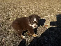 AKC RTF Bailey, a female Australian Shepherd for sale in Marianna, FL – Photo 5 of 10