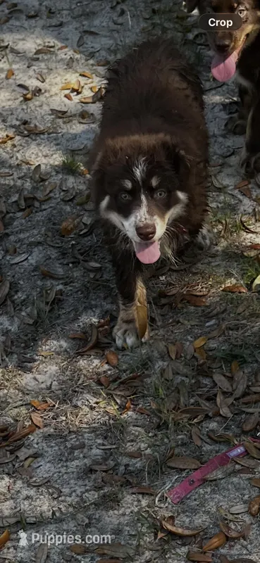 AKC RTF Bailey – Australian Shepherd puppy for sale in Marianna, FL