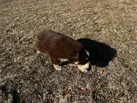 AKC RTF Bailey, a female Australian Shepherd for sale in Marianna, FL – Photo 8 of 10