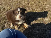 AKC RTF Bailey, a female Australian Shepherd for sale in Marianna, FL – Photo 3 of 10