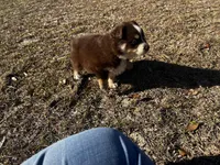 AKC RTF Bailey, a female Australian Shepherd for sale in Marianna, FL – Photo 7 of 10