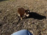 AKC RTF Bailey, a female Australian Shepherd for sale in Marianna, FL – Photo 9 of 10