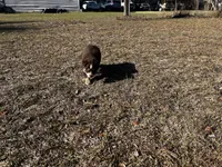 AKC RTF Bailey, a female Australian Shepherd for sale in Marianna, FL – Photo 10 of 10
