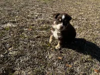 AKC RTF Bailey, a female Australian Shepherd for sale in Marianna, FL – Photo 6 of 10