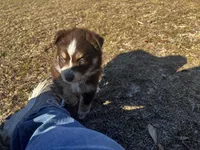 AKC RTF Bailey, a female Australian Shepherd for sale in Marianna, FL – Photo 2 of 10