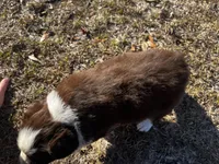 AKC RTM Lucky, a male Australian Shepherd for sale in Marianna, FL – Photo 6 of 6