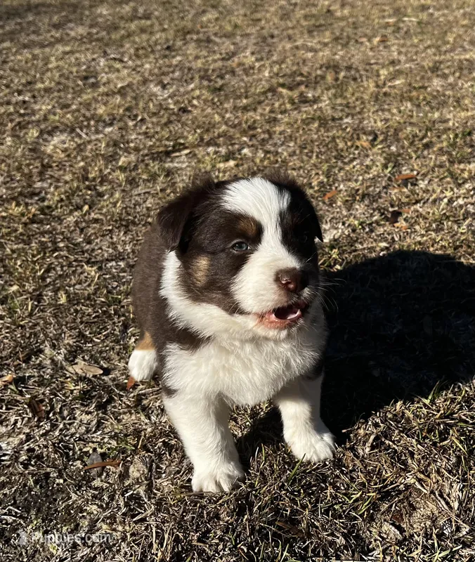 AKC RTM Lucky – Australian Shepherd puppy for sale in Marianna, FL