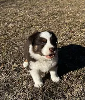 AKC RTM Lucky, a male Australian Shepherd for sale in Marianna, FL – Photo 1 of 6