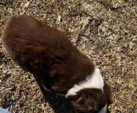 AKC RTM Lucky, a male Australian Shepherd for sale in Marianna, FL – Photo 5 of 6