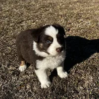 AKC RTM Lucky, a male Australian Shepherd for sale in Marianna, FL – Photo 2 of 6
