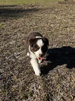 AKC RTM Lucky, a male Australian Shepherd for sale in Marianna, FL – Photo 4 of 6