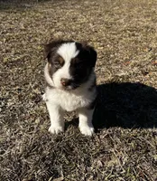 AKC RTM Lucky, a male Australian Shepherd for sale in Marianna, FL – Photo 3 of 6