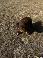 AKC RTM Patrick, a male Australian Shepherd for sale in Marianna, FL – Photo 6 of 8