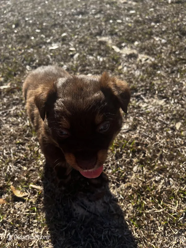 AKC RTM Patrick, a male Australian Shepherd for sale in Marianna, FL – Photo 1 of 8