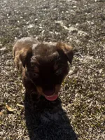 AKC RTM Patrick, a male Australian Shepherd for sale in Marianna, FL – Photo 1 of 8