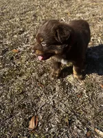 AKC RTM Patrick, a male Australian Shepherd for sale in Marianna, FL – Photo 2 of 8