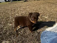AKC RTM Patrick, a male Australian Shepherd for sale in Marianna, FL – Photo 4 of 8