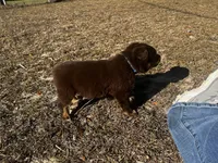 AKC RTM Patrick, a male Australian Shepherd for sale in Marianna, FL – Photo 8 of 8