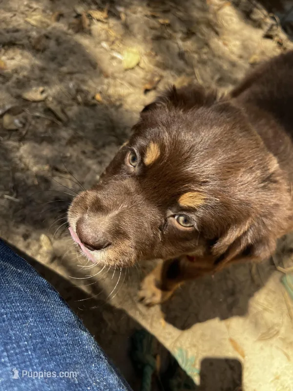 AKC RTM Shamrock – Australian Shepherd puppy for sale in Marianna, FL