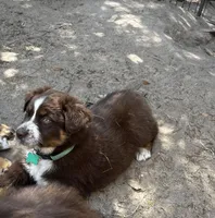 AKC RTF Lassie, a female Australian Shepherd for sale in Marianna, FL – Photo 8 of 9