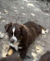 AKC RTF Lassie, a female Australian Shepherd for sale in Marianna, FL – Photo 4 of 9