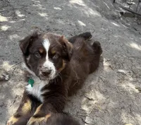 AKC RTF Lassie, a female Australian Shepherd for sale in Marianna, FL – Photo 7 of 9