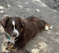 AKC RTF Lassie, a female Australian Shepherd for sale in Marianna, FL – Photo 6 of 9
