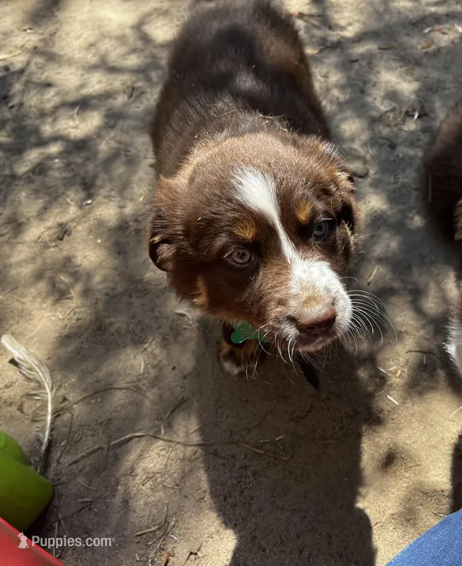 AKC RTF Lassie – Australian Shepherd puppy for sale in Marianna, FL