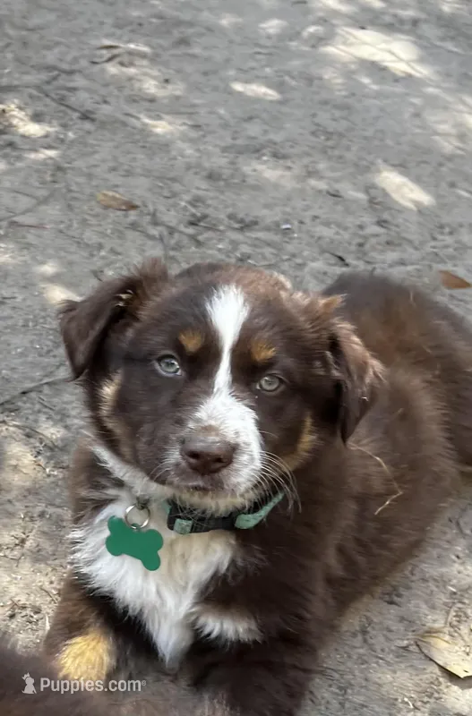 AKC RTF Lassie – Australian Shepherd puppy for sale in Marianna, FL
