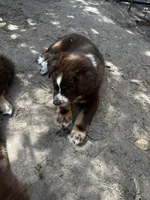 AKC RTF Lassie, a female Australian Shepherd for sale in Marianna, FL – Photo 9 of 9