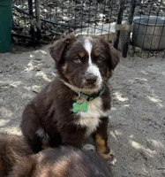 AKC RTF Lassie, a female Australian Shepherd for sale in Marianna, FL – Photo 5 of 9