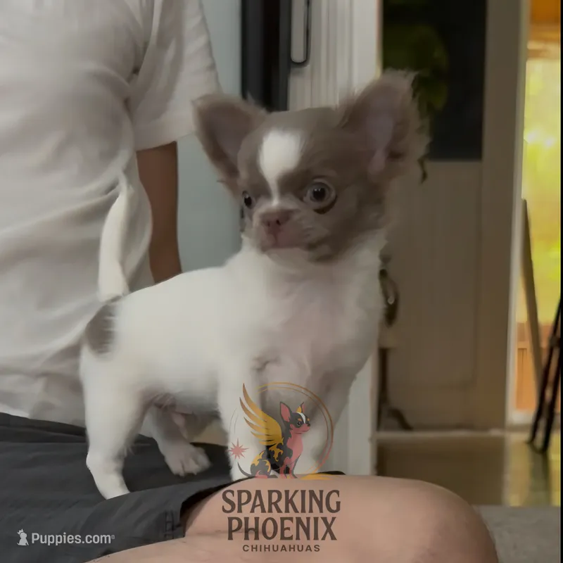 Winston – Chihuahua puppy for sale in Minneapolis, MN