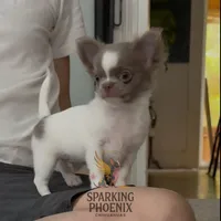 Winston, a male Chihuahua for sale in Princeton, MN – 1 of 4