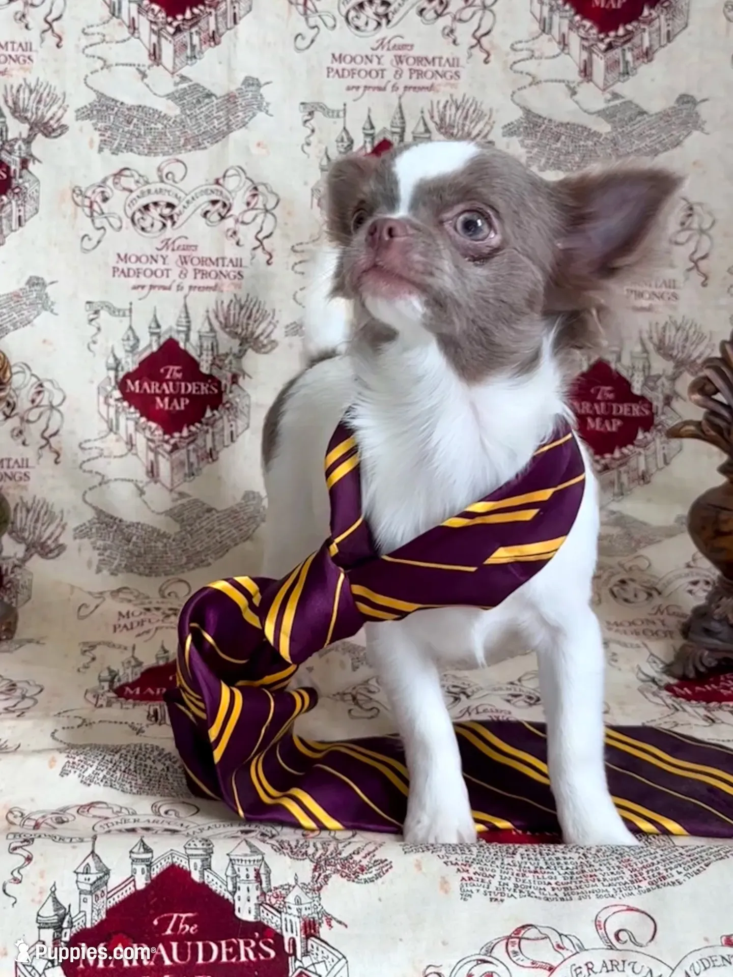 Ronald , a male Chihuahua for sale in Princeton, MN – 2 of 9