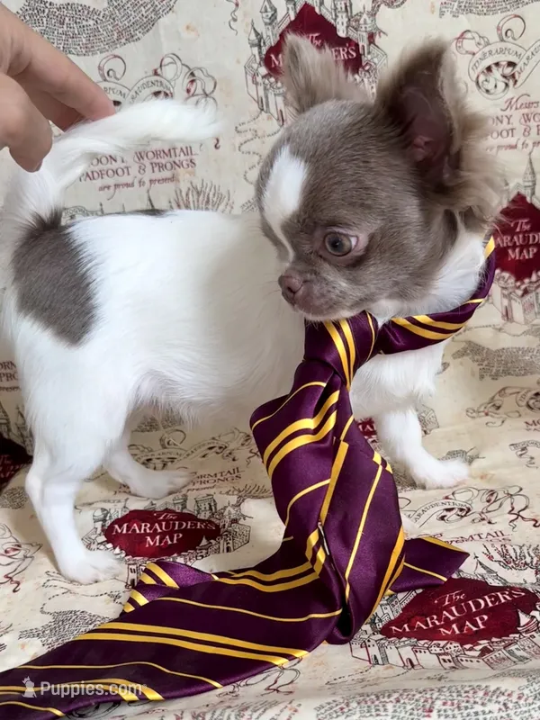 Ronald  – Chihuahua puppy for sale in Princeton, MN