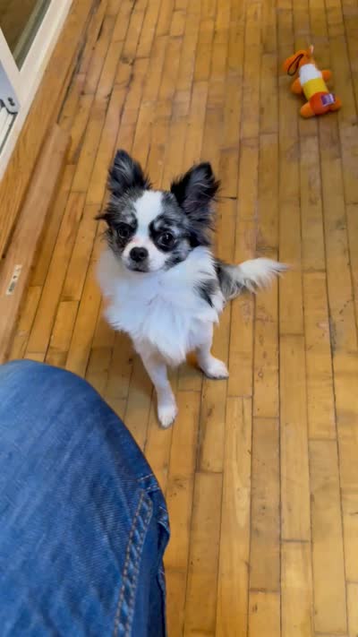 Newt, a male Chihuahua for sale in Princeton, MN – 7 of 7