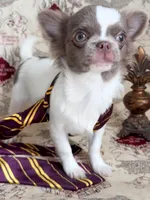 Ronald , a male Chihuahua for sale in Princeton, MN – 4 of 9