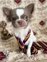 Ronald , a male Chihuahua for sale in Princeton, MN – 6 of 9