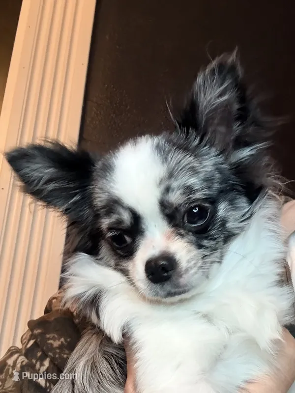 Newt – Chihuahua puppy for sale in Princeton, MN