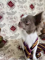 Ronald , a male Chihuahua for sale in Princeton, MN – 8 of 9