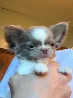 Winston, a male Chihuahua for sale in Minneapolis, MN – 1 of 3