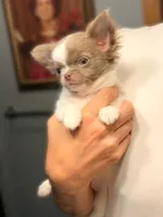 Winston, a male Chihuahua for sale in Minneapolis, MN – 3 of 3
