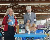 Newt, a male Chihuahua for sale in Princeton, MN – 6 of 7