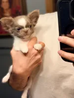 Winston, a male Chihuahua for sale in Minneapolis, MN – 2 of 3