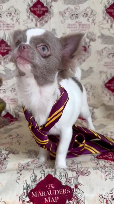 Ronald , a male Chihuahua for sale in Princeton, MN – 3 of 9