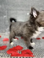 Jasper , a male Chihuahua for sale in Minneapolis, MN – Photo 5 of 7