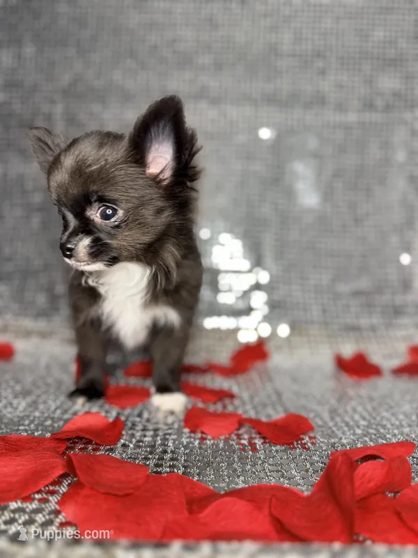 Jasper  – Chihuahua puppy for sale in Minneapolis, MN